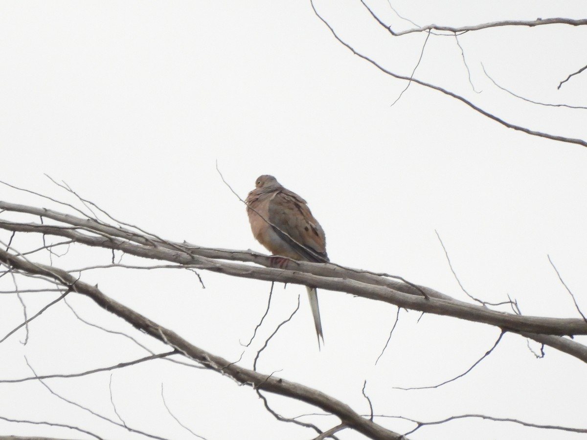 Mourning Dove - ML609676022