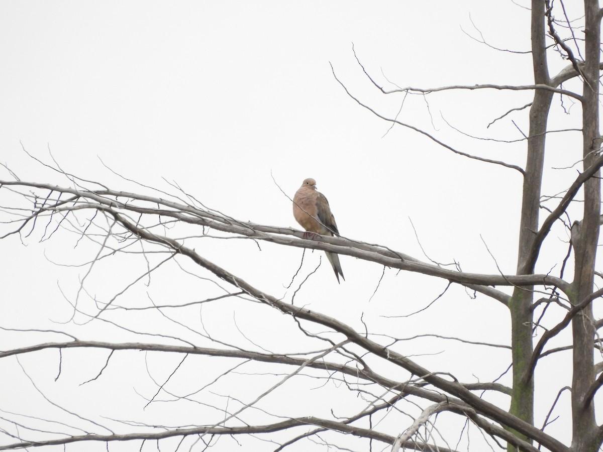 Mourning Dove - ML609676023