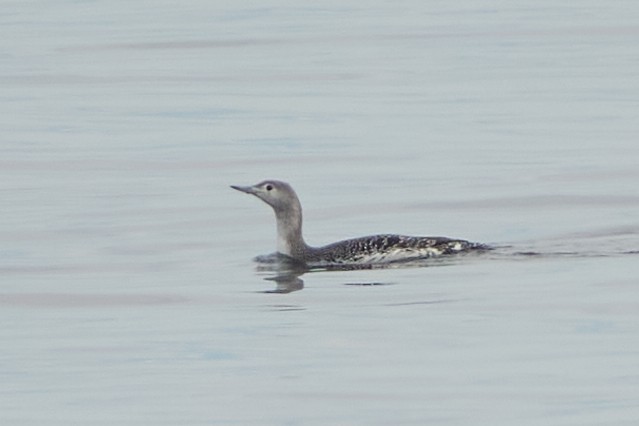 Red-throated Loon - ML609676103