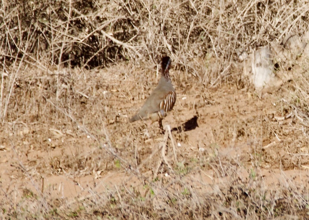 Barbary Partridge - ML609676165