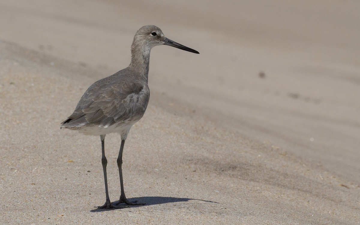 Willet (Western) - ML609676208