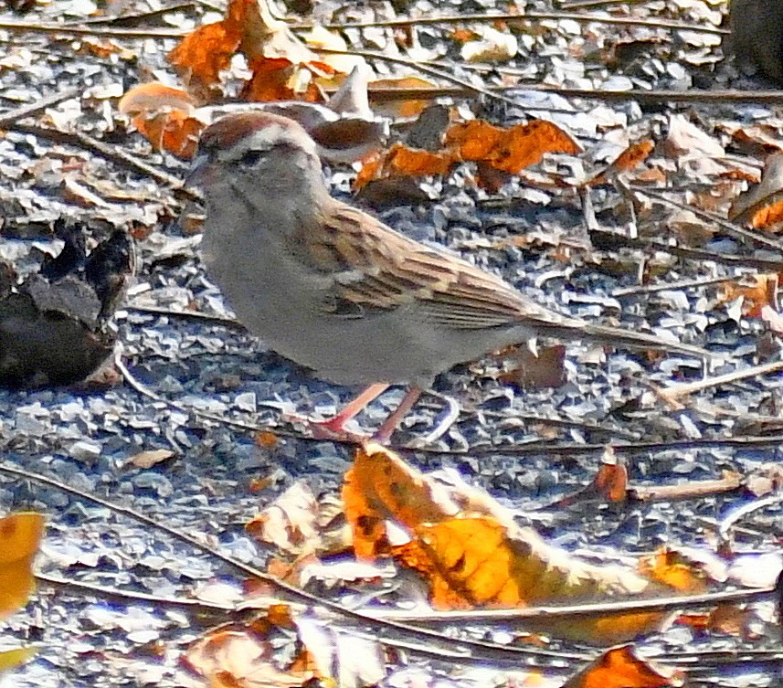 Chipping Sparrow - Edward Clark