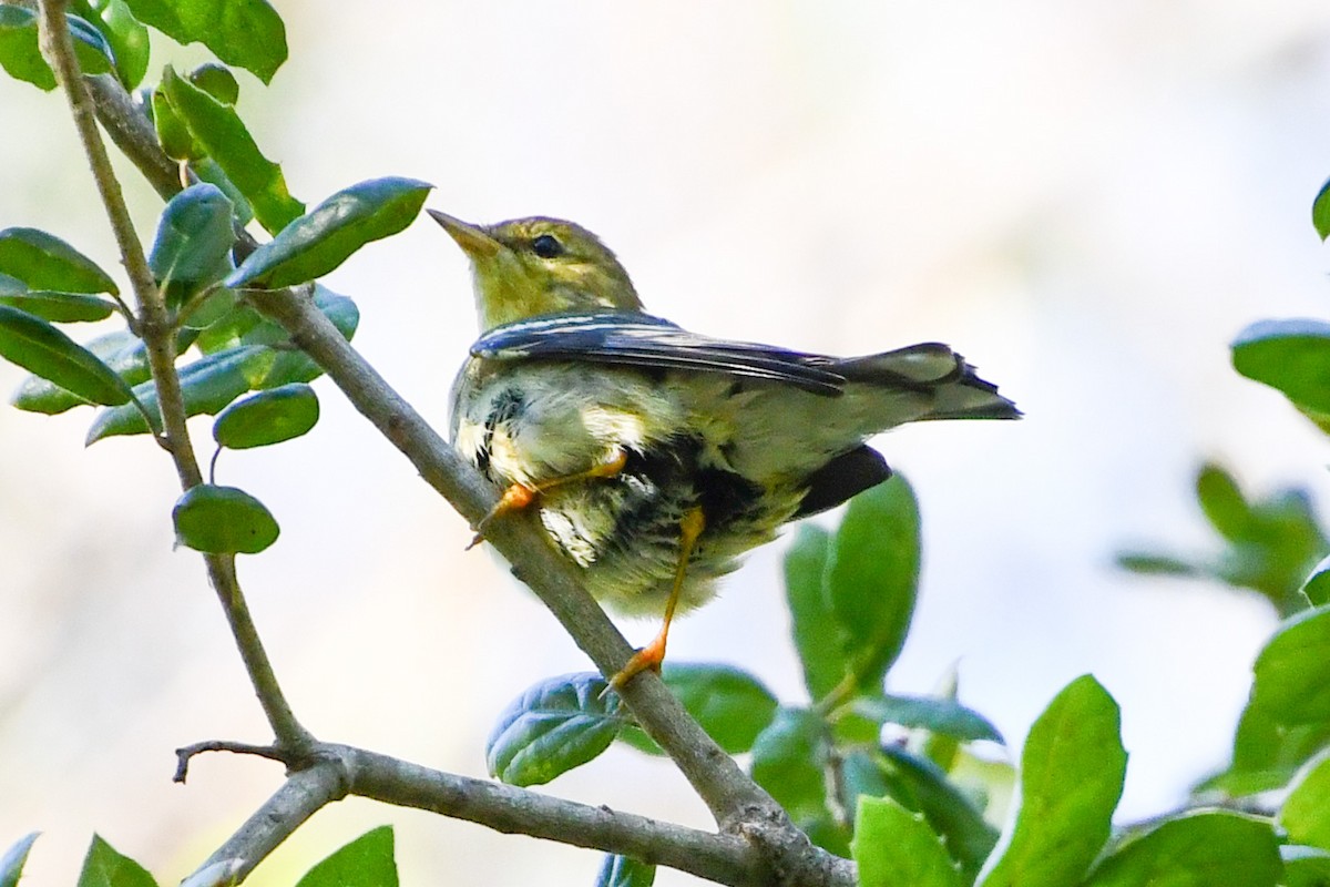 Blackpoll Warbler - Mohan Shenoy