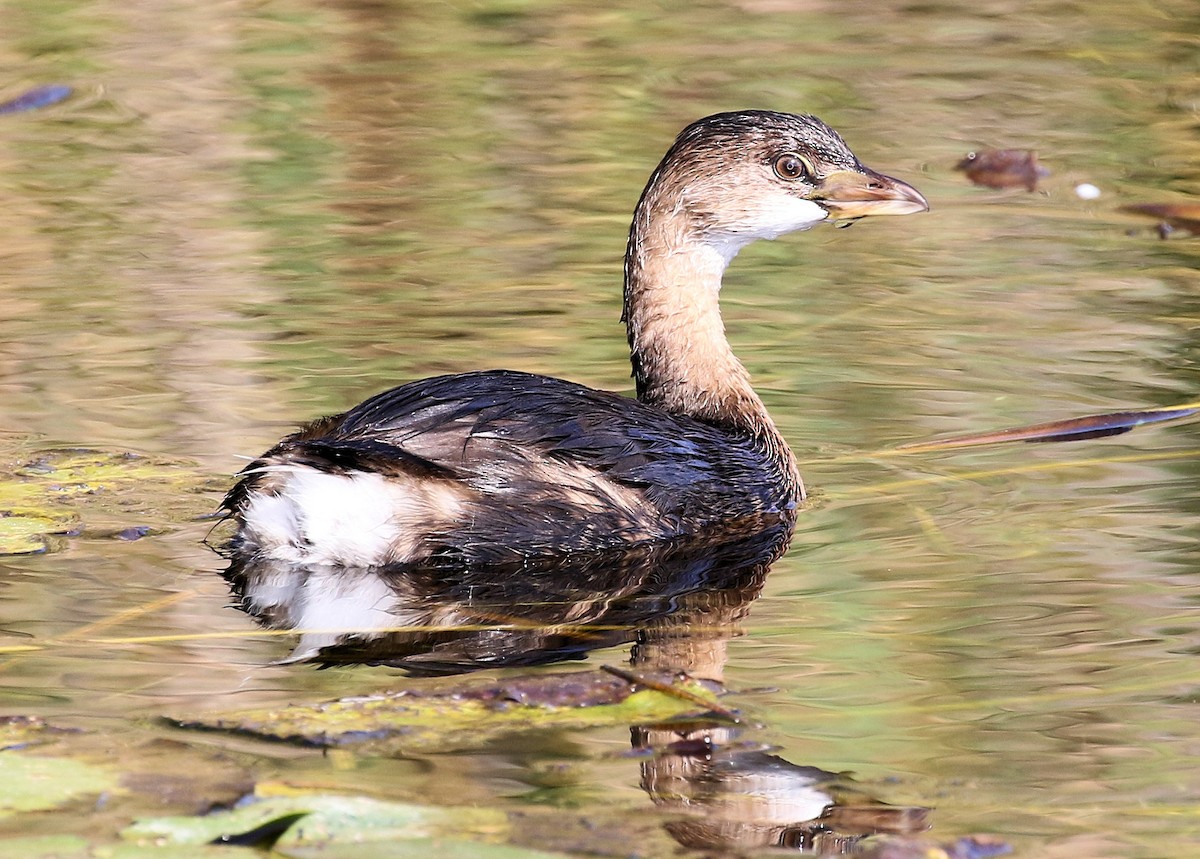 Pied-billed Grebe - ML609676289