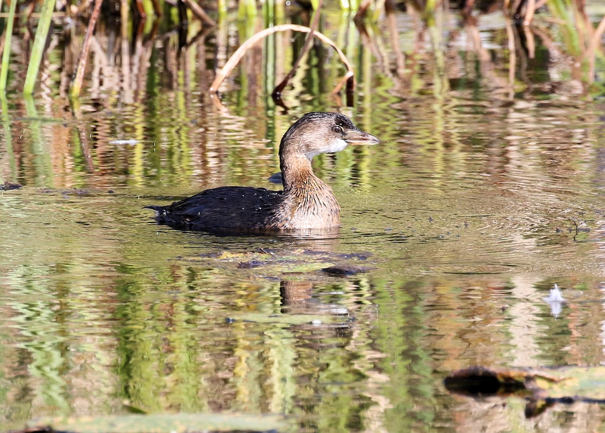 Pied-billed Grebe - ML609676291