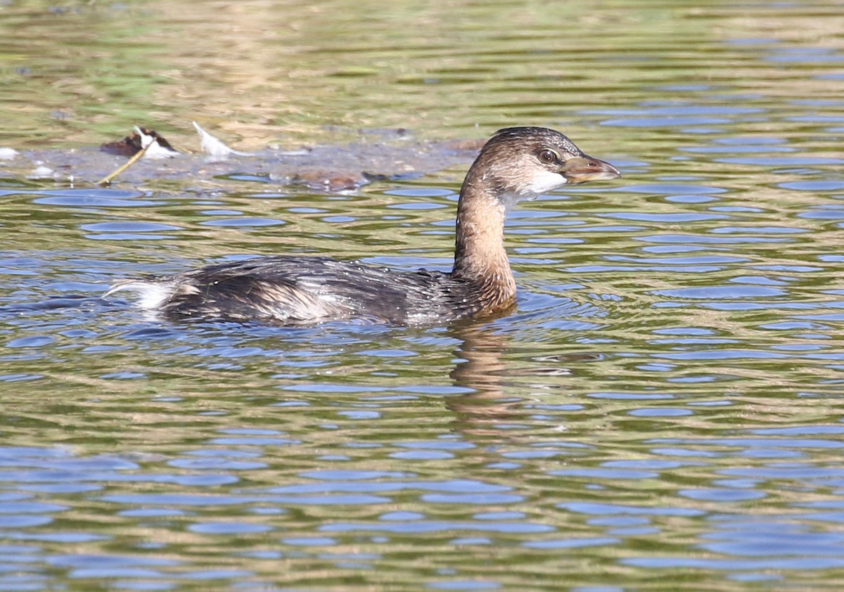 Pied-billed Grebe - ML609676294