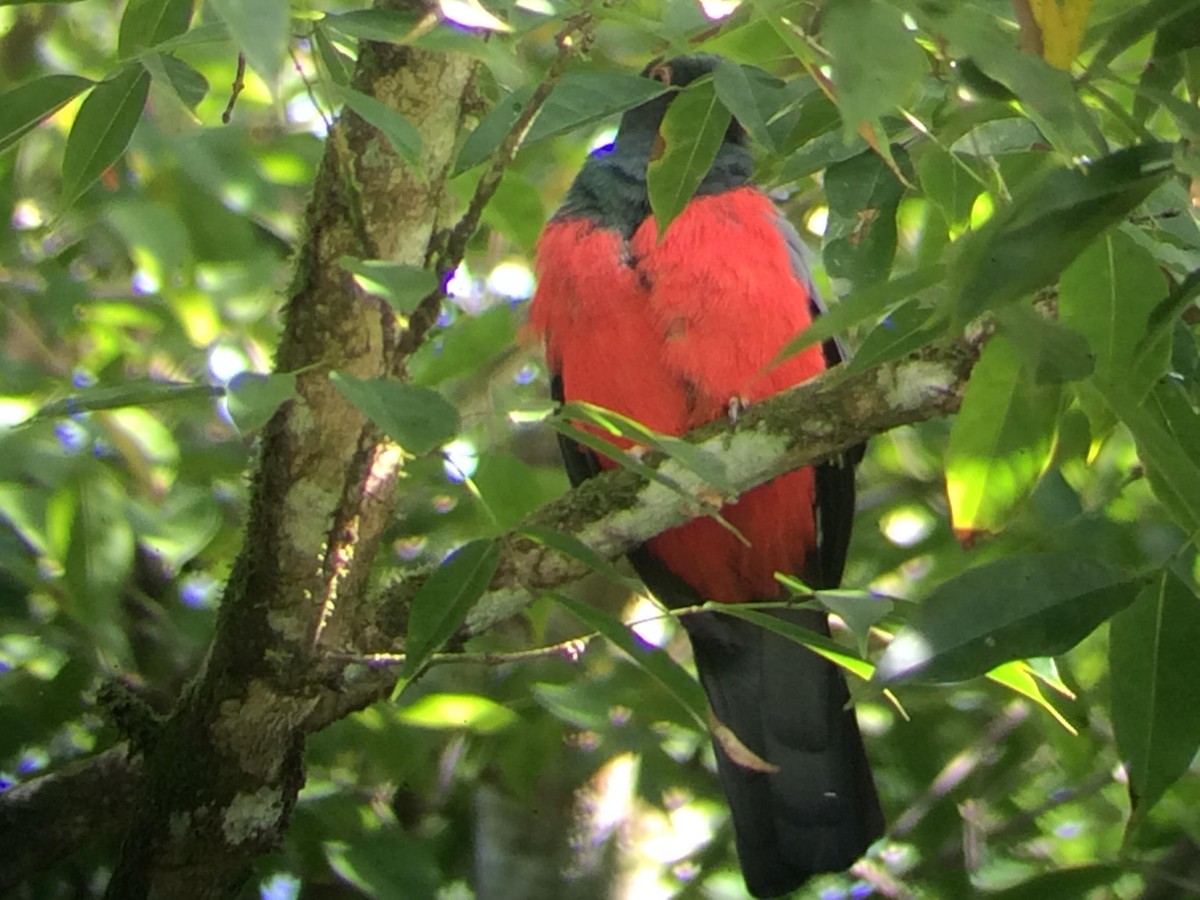 Slaty-tailed Trogon - ML609676348