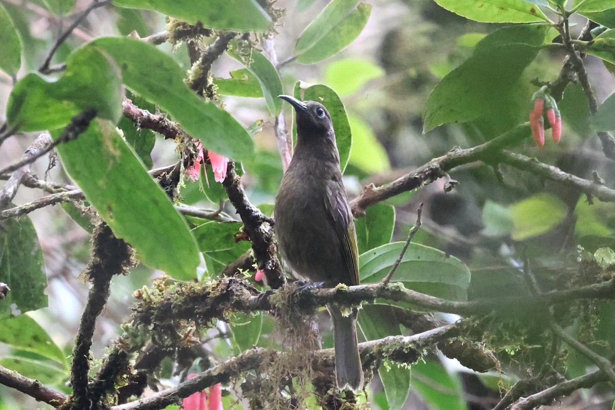 Bismarck Honeyeater - Charles Davies