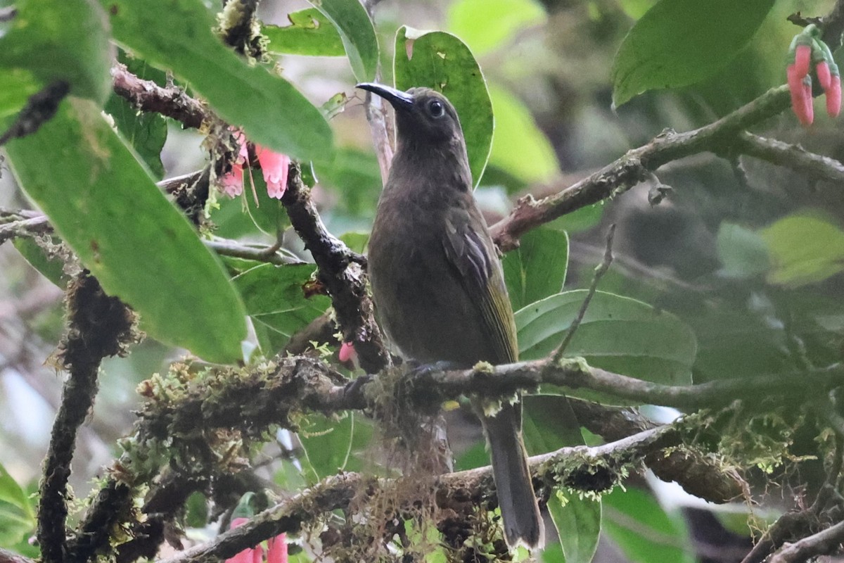 Bismarck Honeyeater - ML609676380