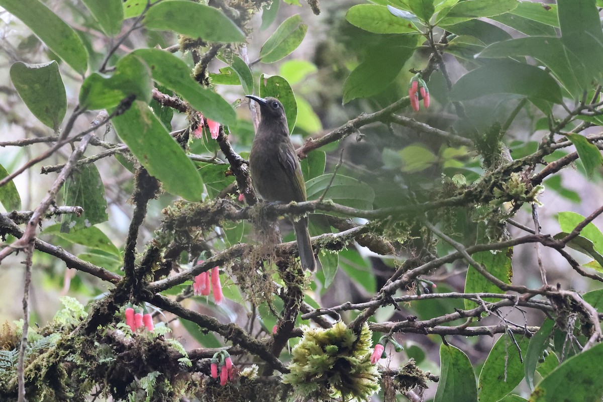 Bismarck Honeyeater - Charles Davies