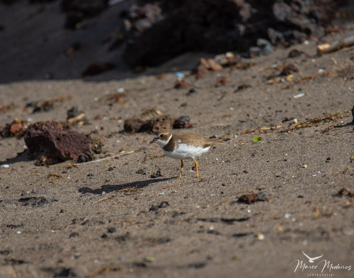 Semipalmated Plover - ML609676399