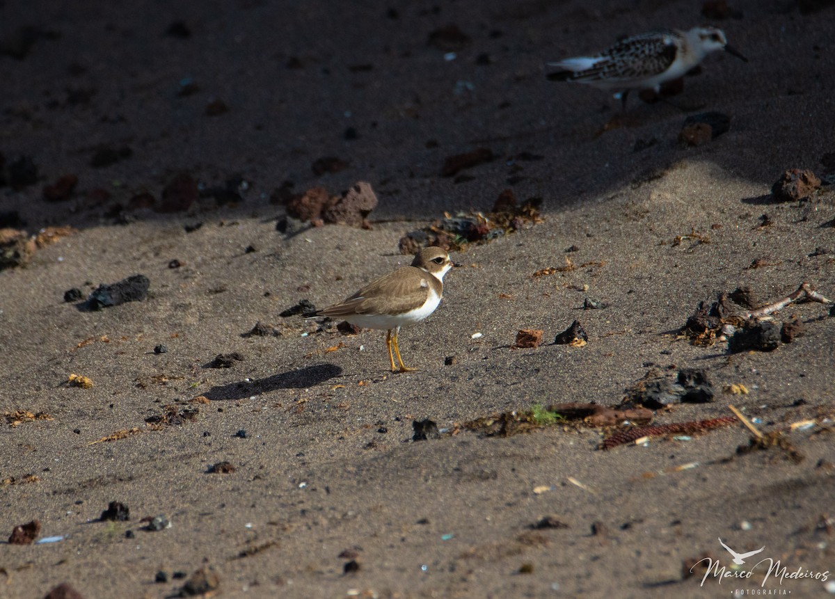 Semipalmated Plover - ML609676408