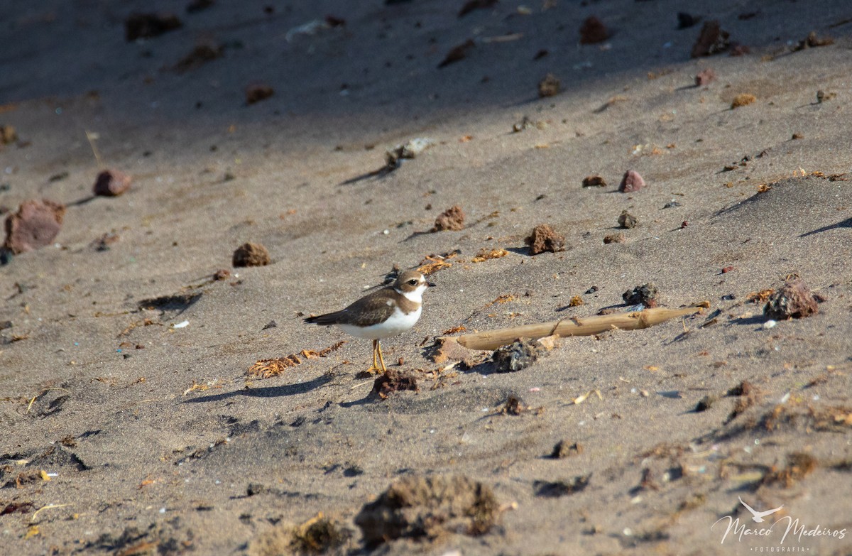 Semipalmated Plover - ML609676419