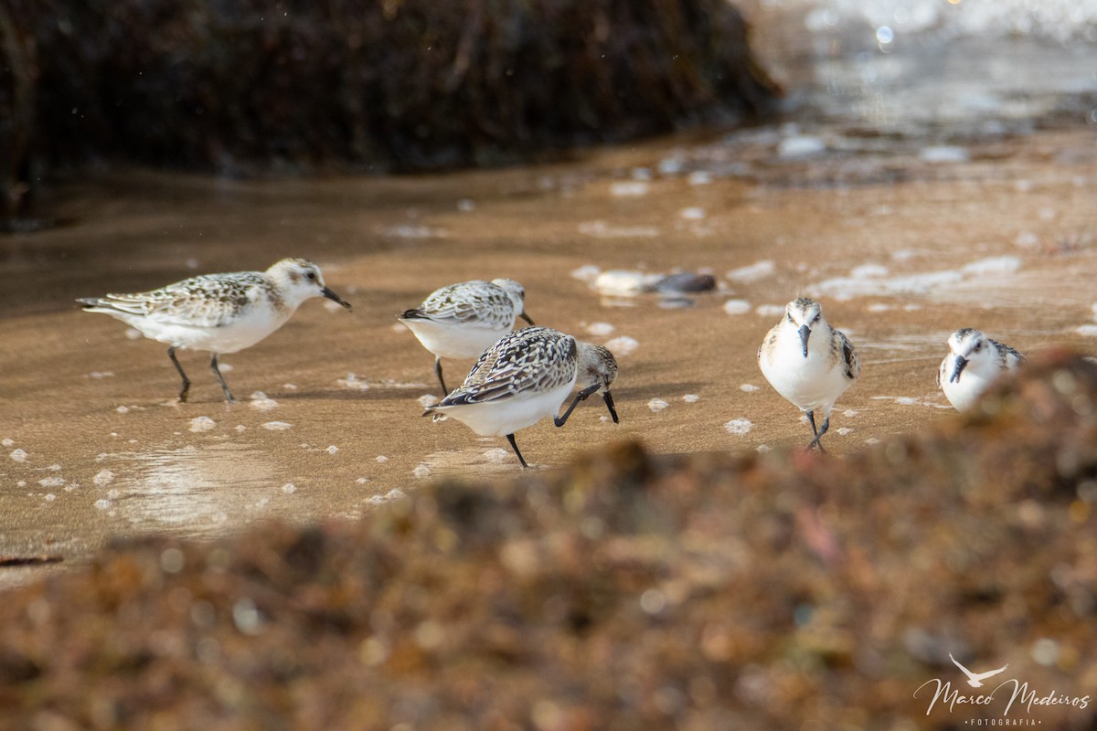Sanderling - ML609676440