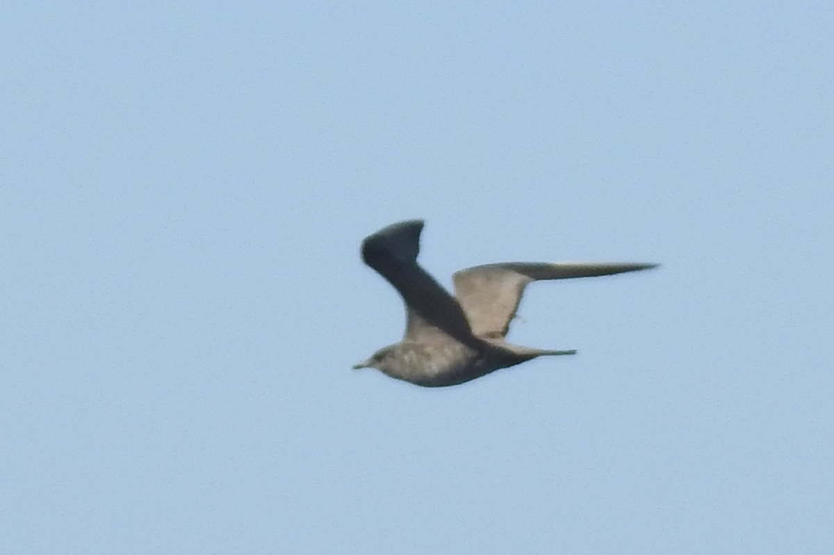 Long-tailed Jaeger - ML609676454