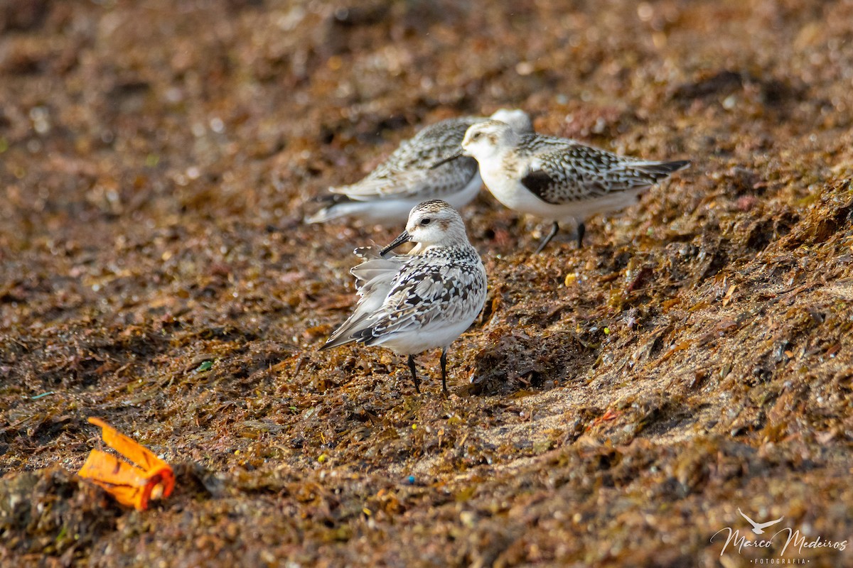 Sanderling - ML609676455