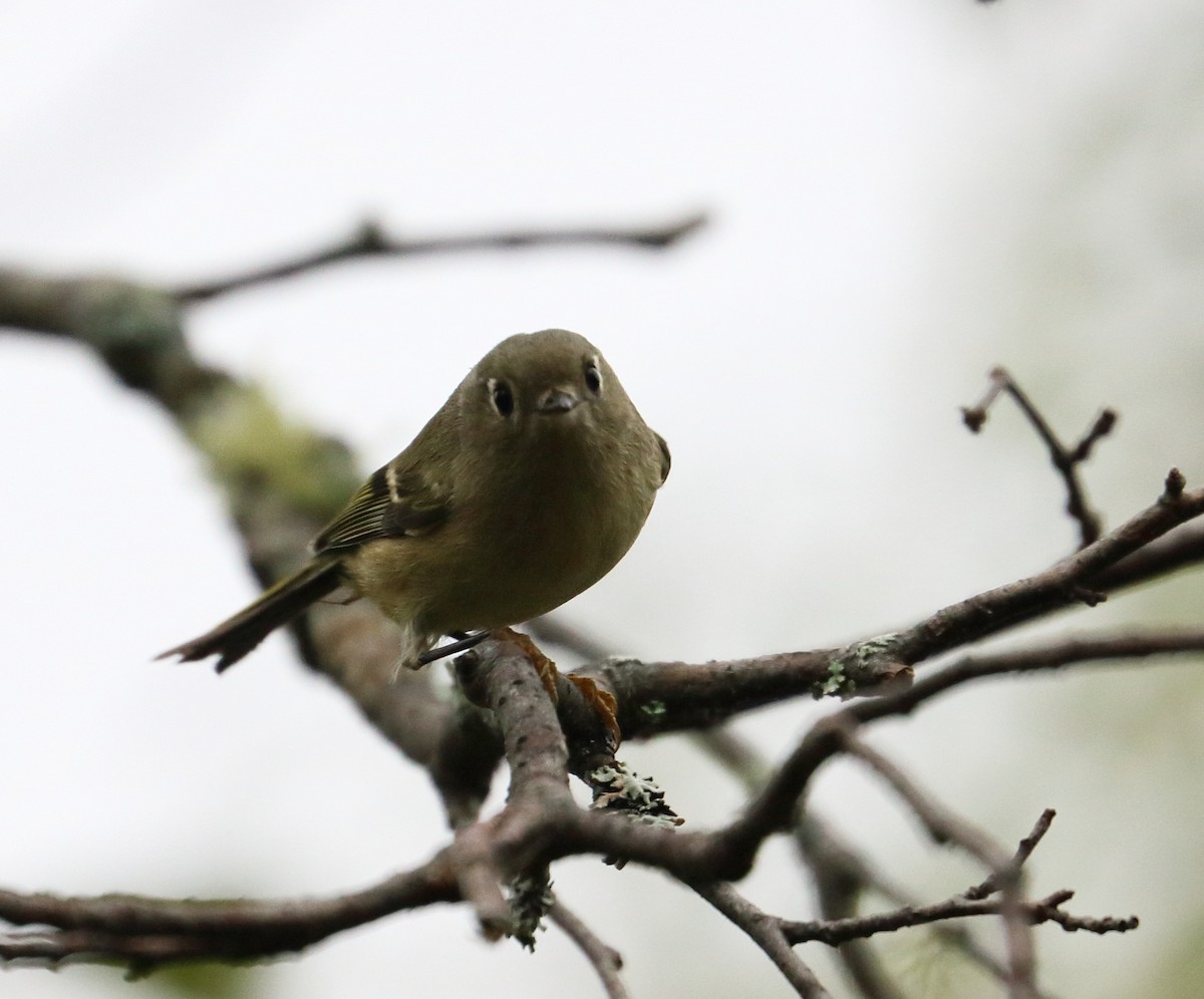 Ruby-crowned Kinglet - ML609676549