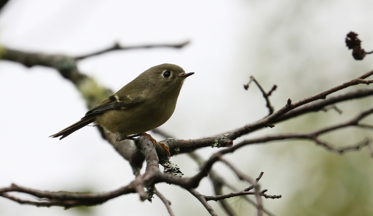 Ruby-crowned Kinglet - ML609676550