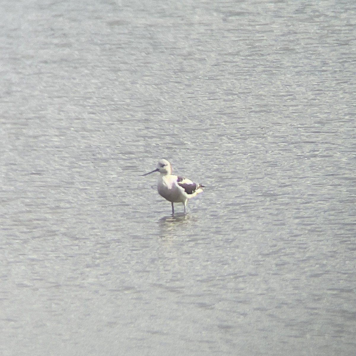 tenkozobec americký - ML609676551