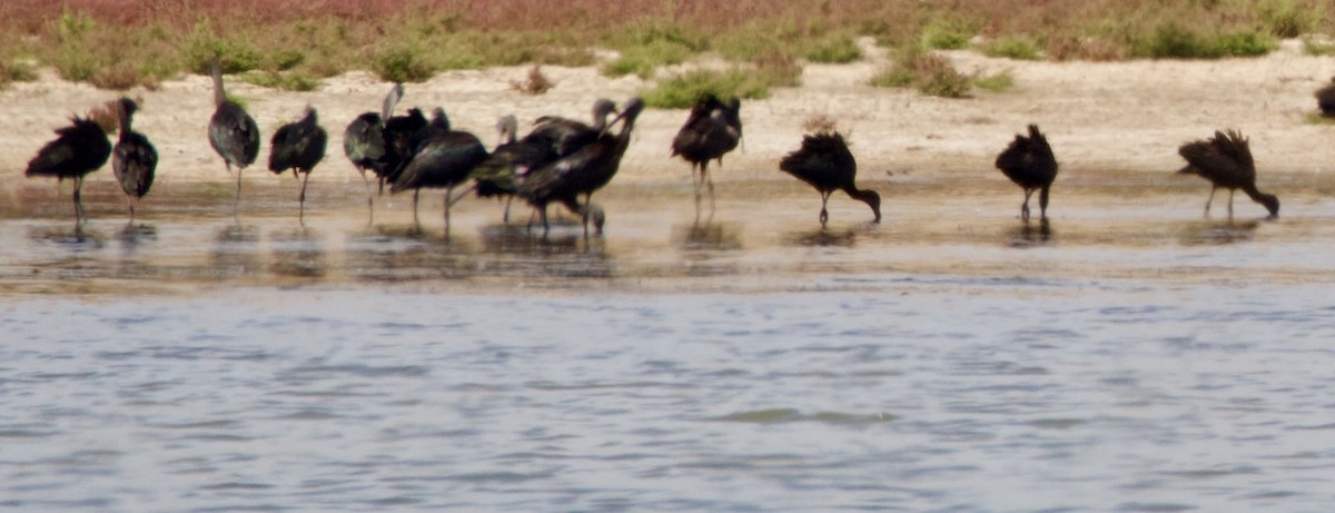 Glossy Ibis - Bitty Roy