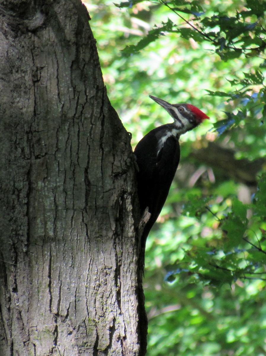 Pileated Woodpecker - ML609676724