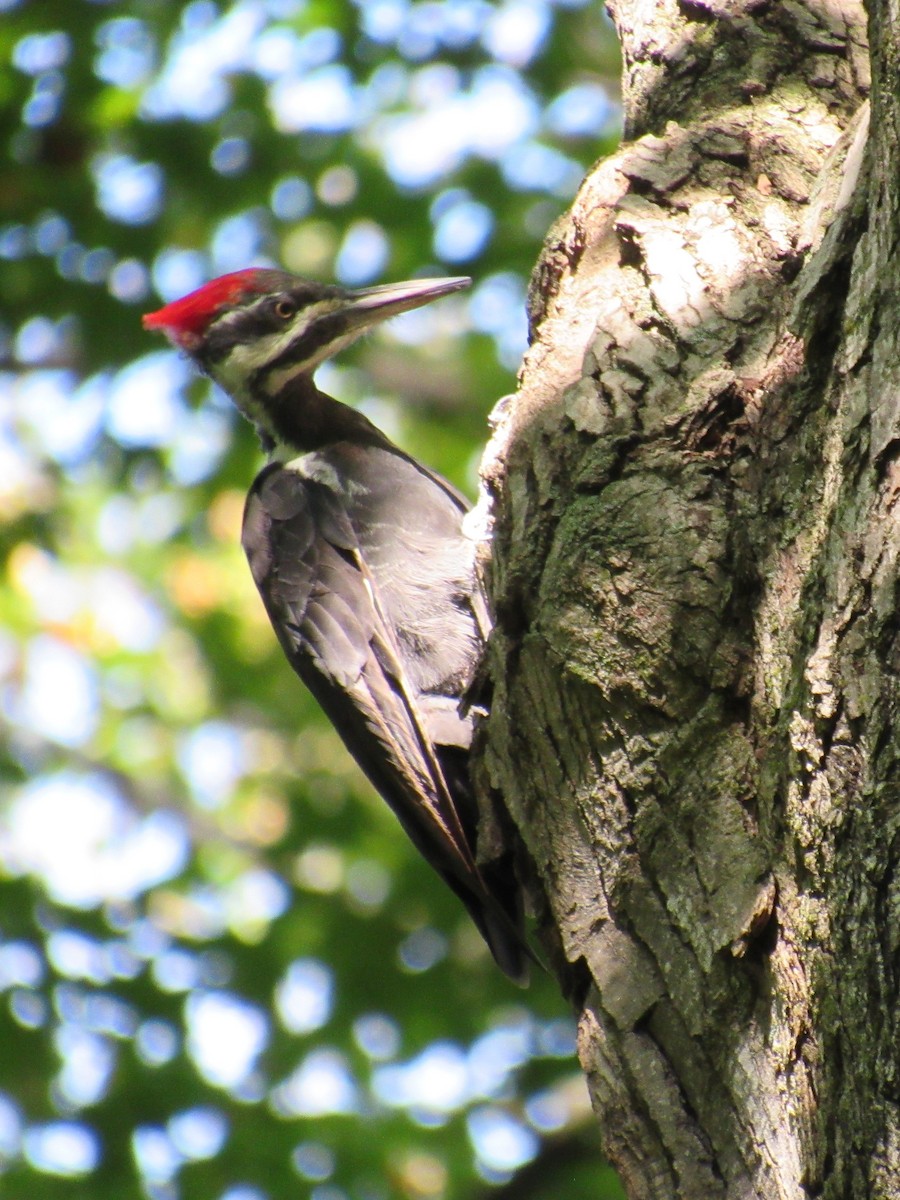 Pileated Woodpecker - ML609676725