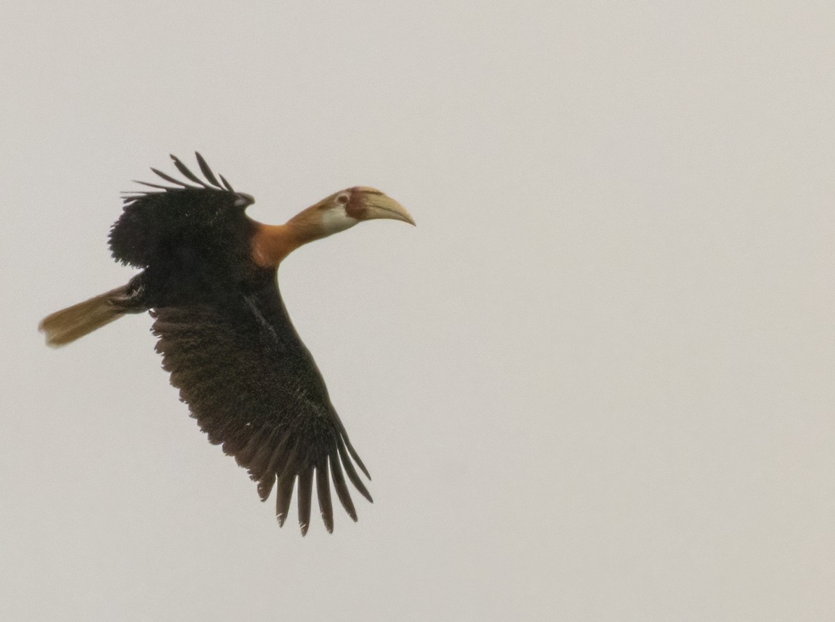 Blyth's Hornbill - ML609676728