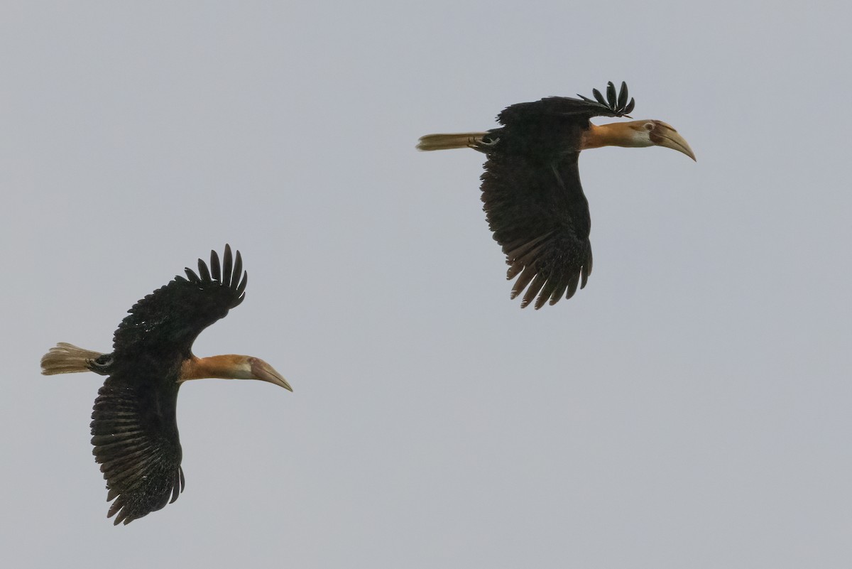 Blyth's Hornbill - ML609676730