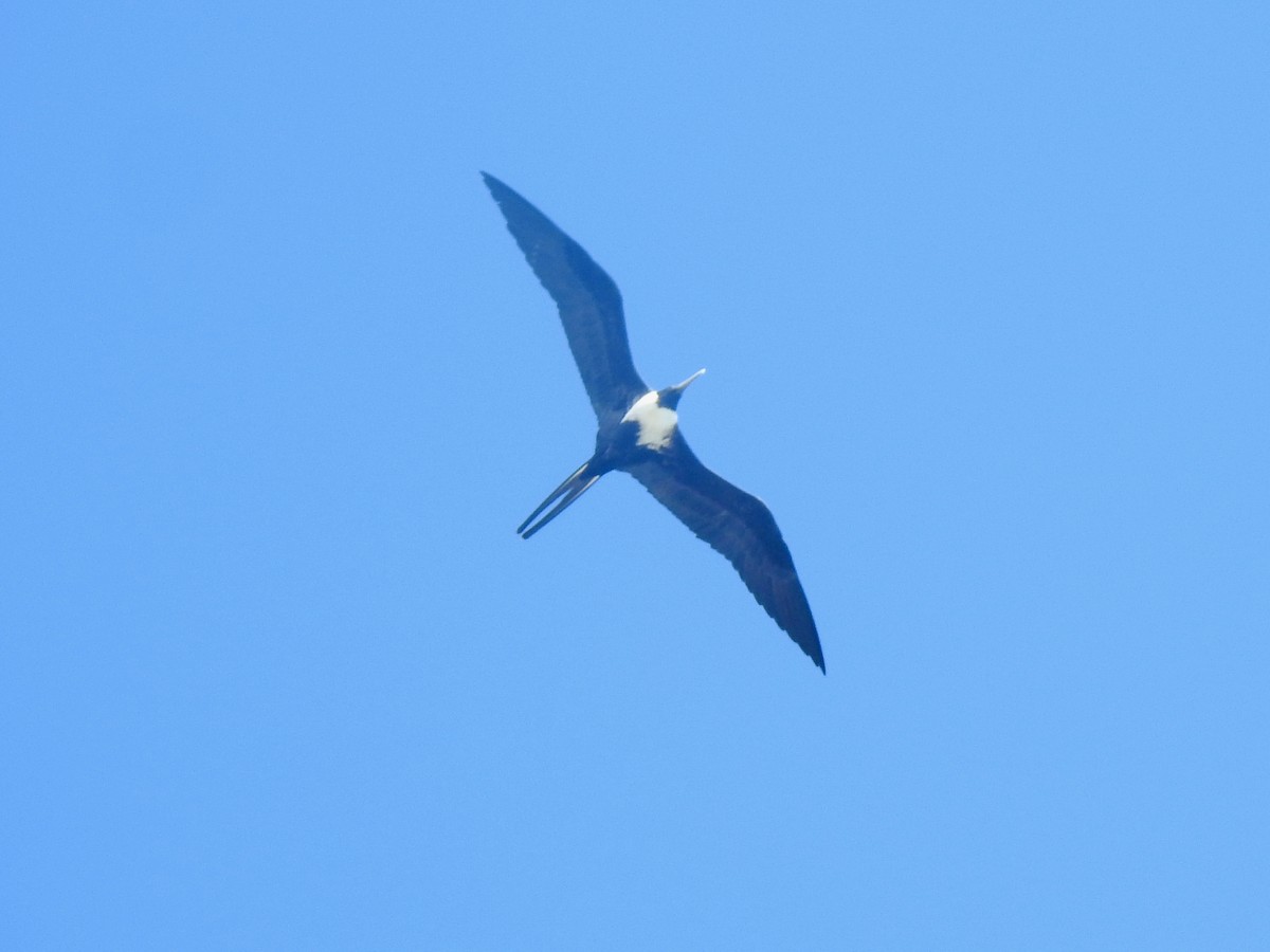 Magnificent Frigatebird - ML609676868