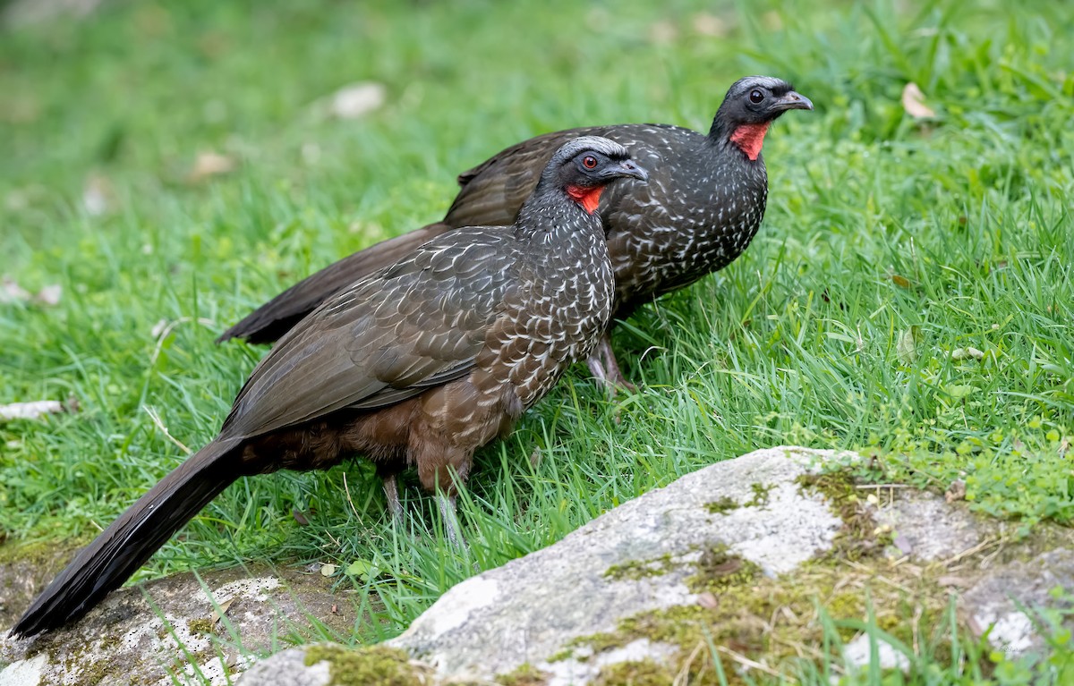 Dusky-legged Guan - Shailesh Pinto