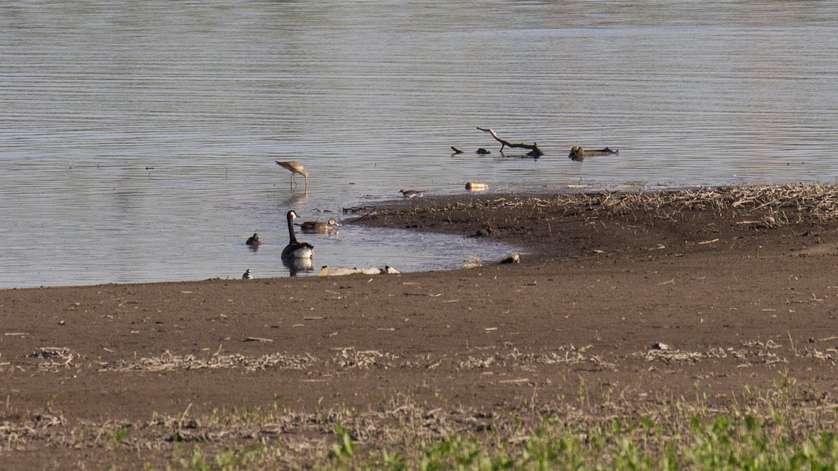 Marbled Godwit - ML609676953