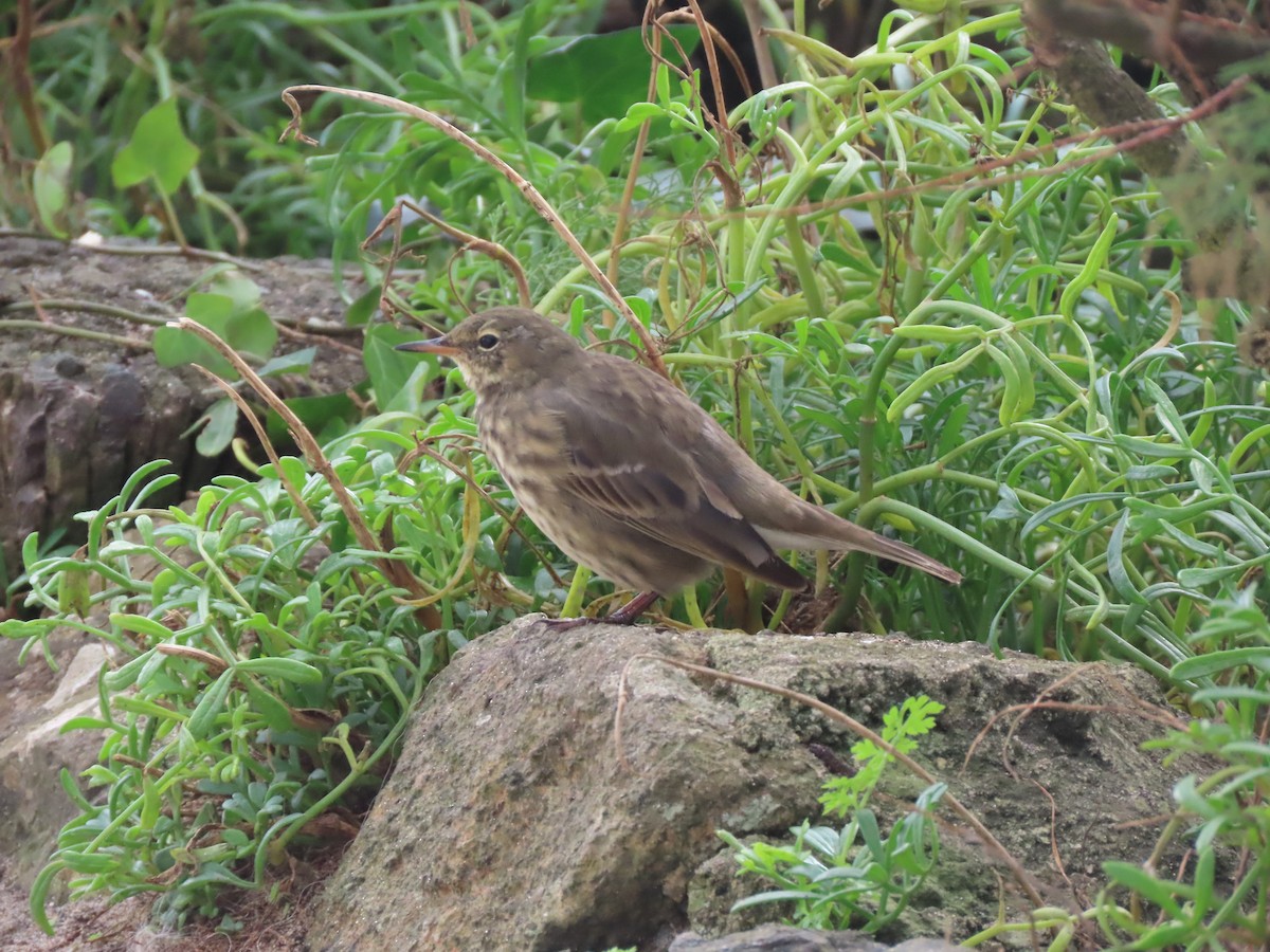 Rock Pipit - ML609676970