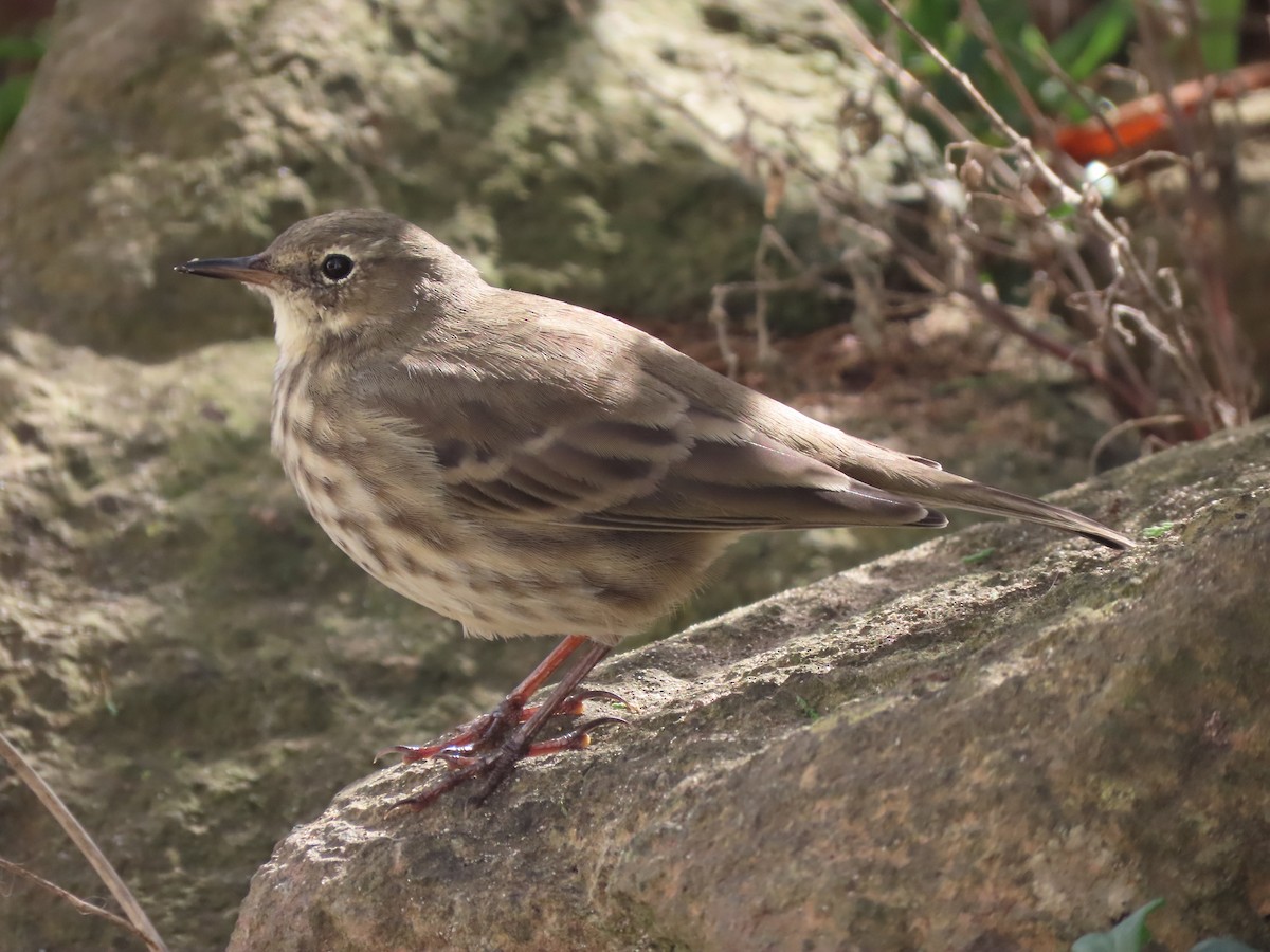 Rock Pipit - ML609676971