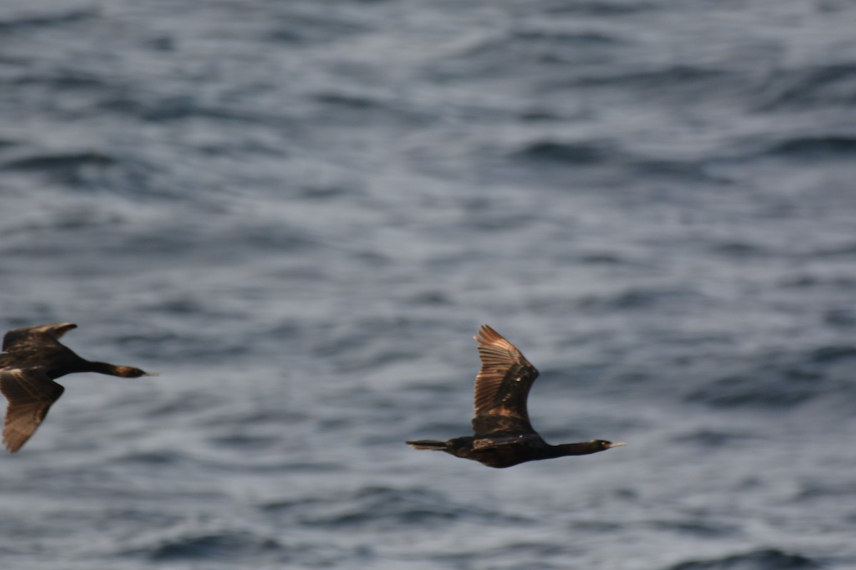 Red-faced Cormorant - Anonymous