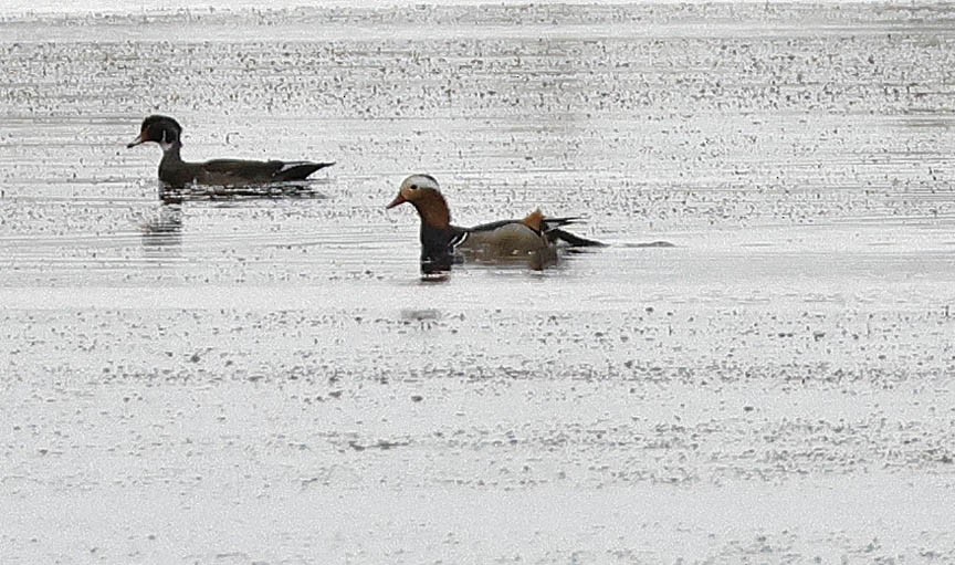 Mandarin Duck - ML609677160