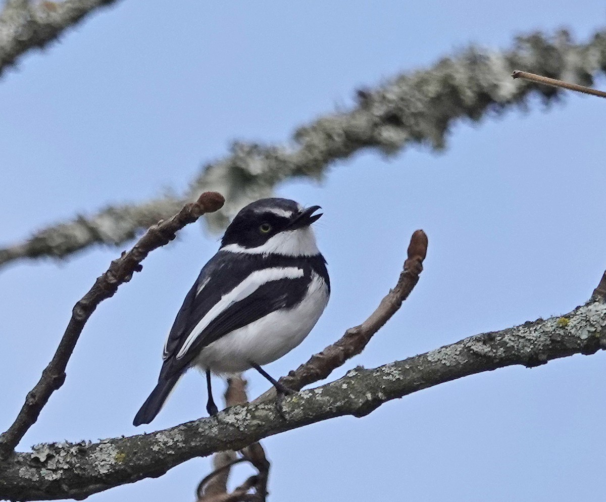 Chinspot Batis - ML609677233