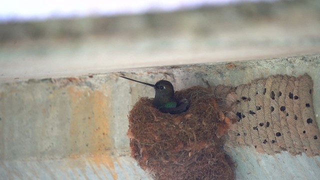 Green-fronted Lancebill - ML609677309