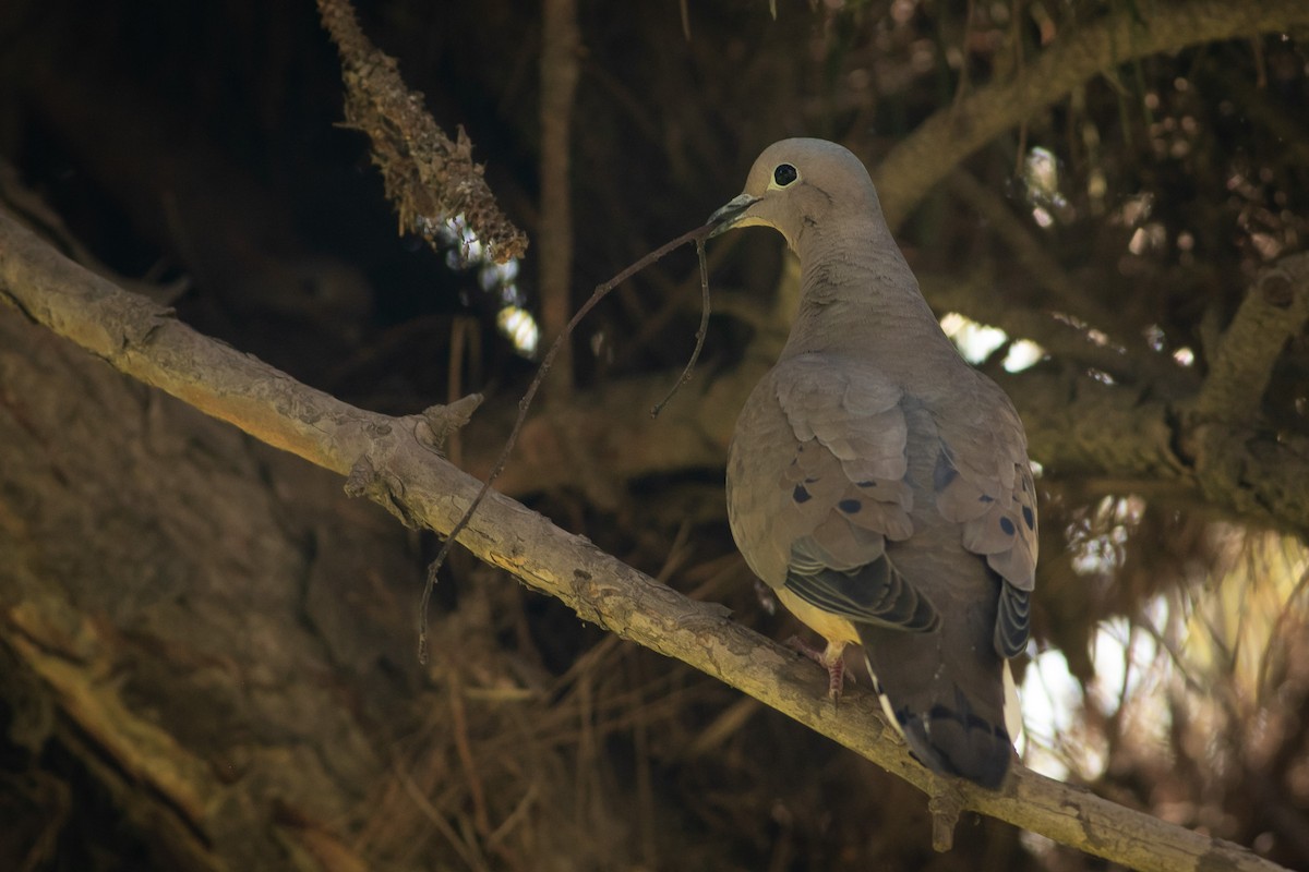 Eared Dove - Ariel Cabrera Foix