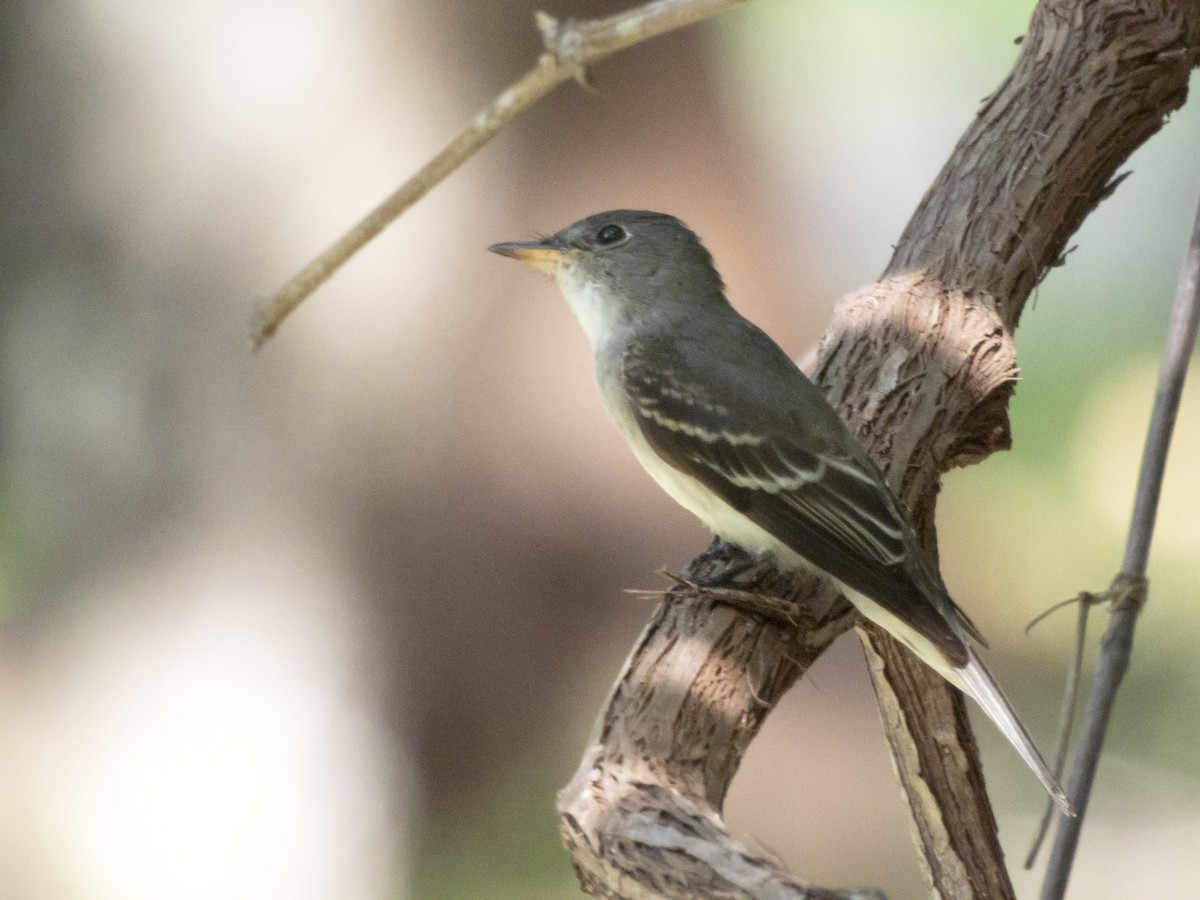 Eastern Wood-Pewee - Carol Bailey-White