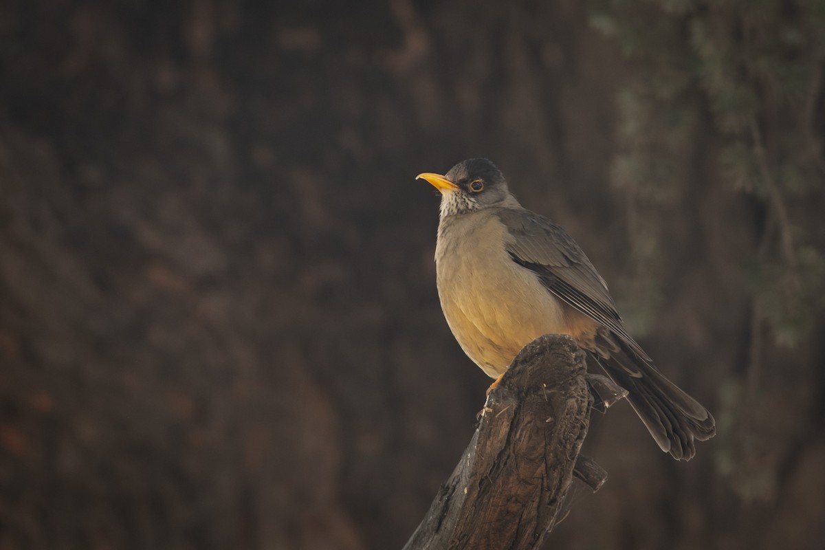 Austral Thrush (Magellan) - Ariel Cabrera Foix