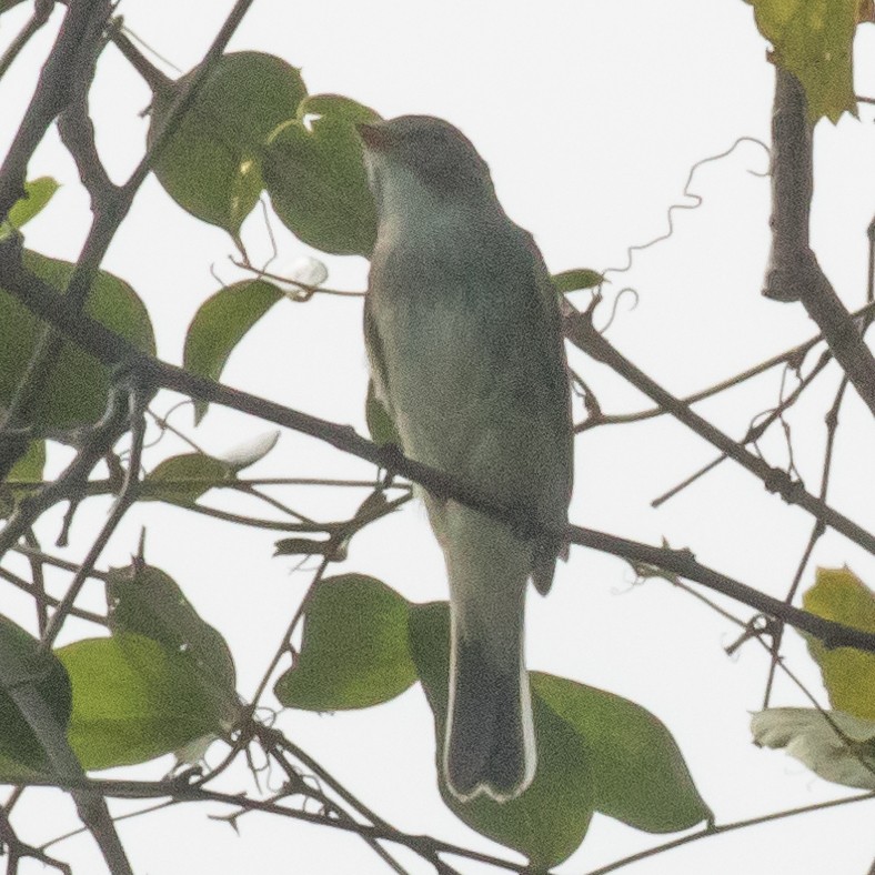 Alder/Willow Flycatcher (Traill's Flycatcher) - John Kendall