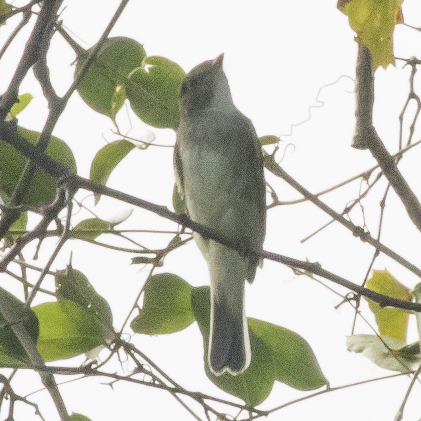 Alder/Willow Flycatcher (Traill's Flycatcher) - John Kendall