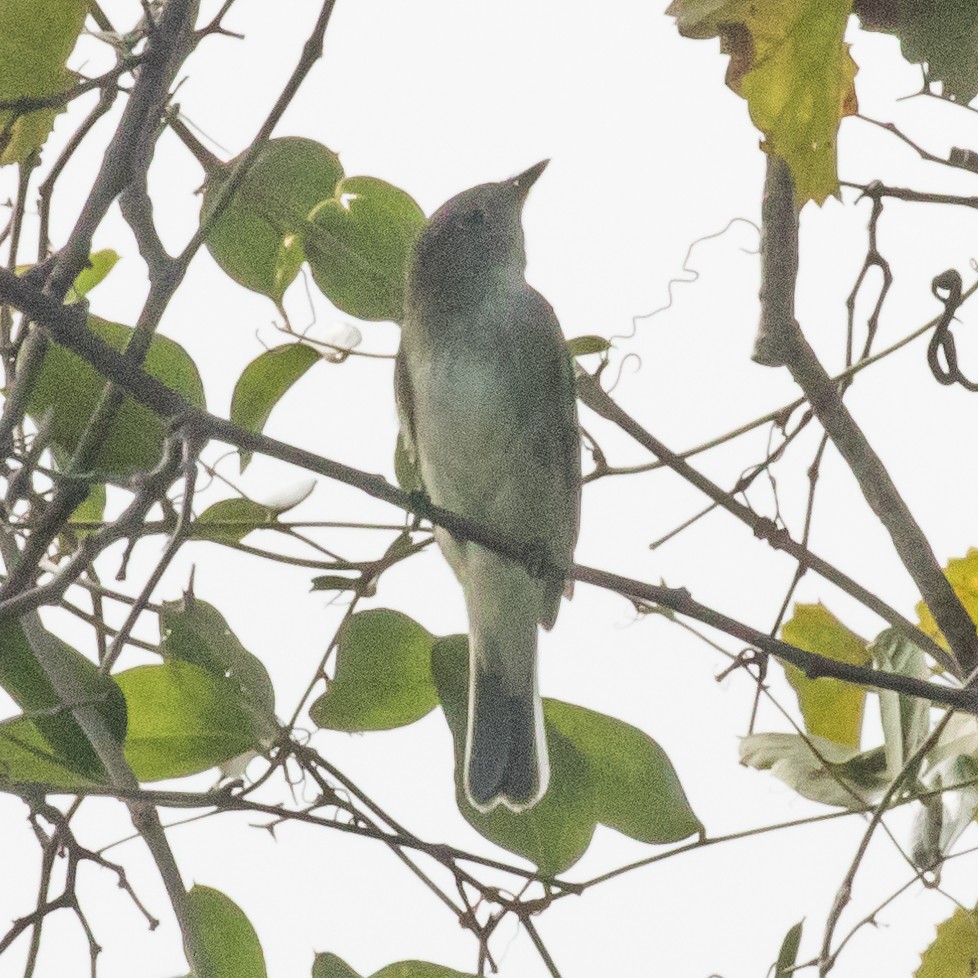 Alder/Willow Flycatcher (Traill's Flycatcher) - ML609677437