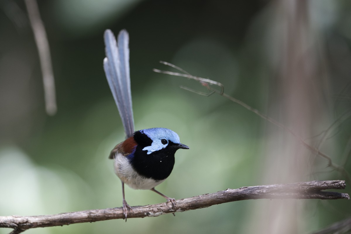 Variegated Fairywren - Adrian van der Stel