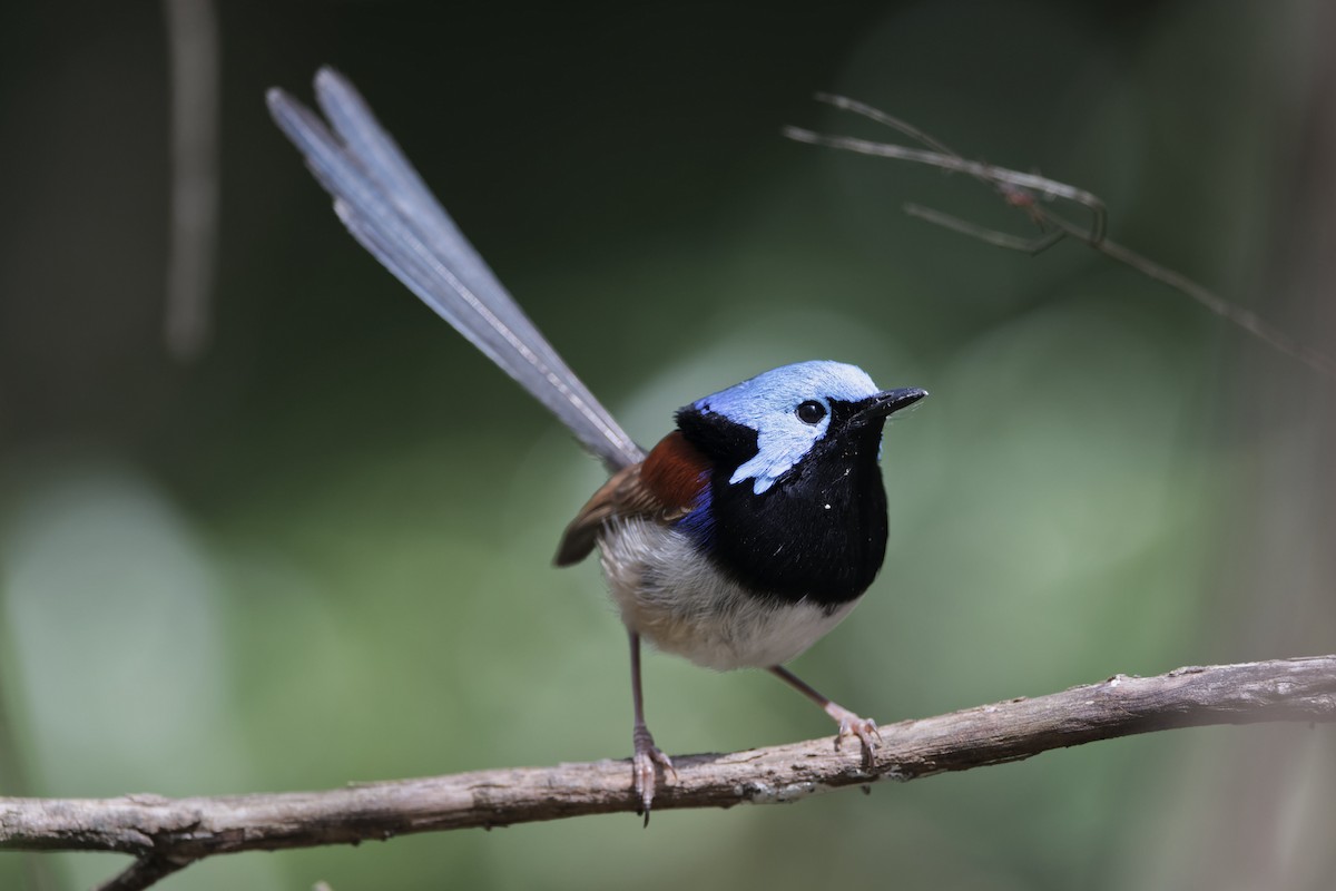 Variegated Fairywren - Adrian van der Stel