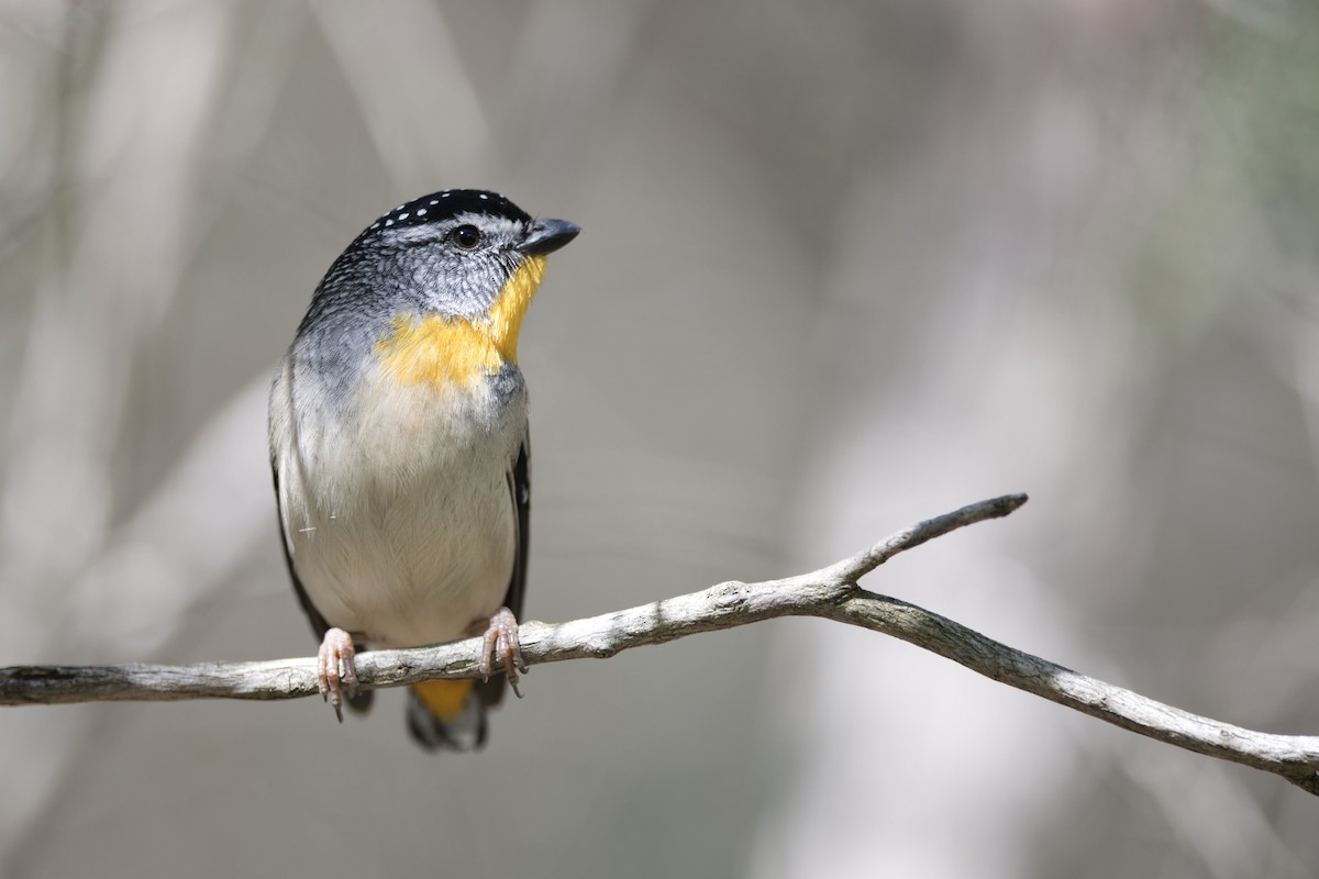 Spotted Pardalote - ML609677497
