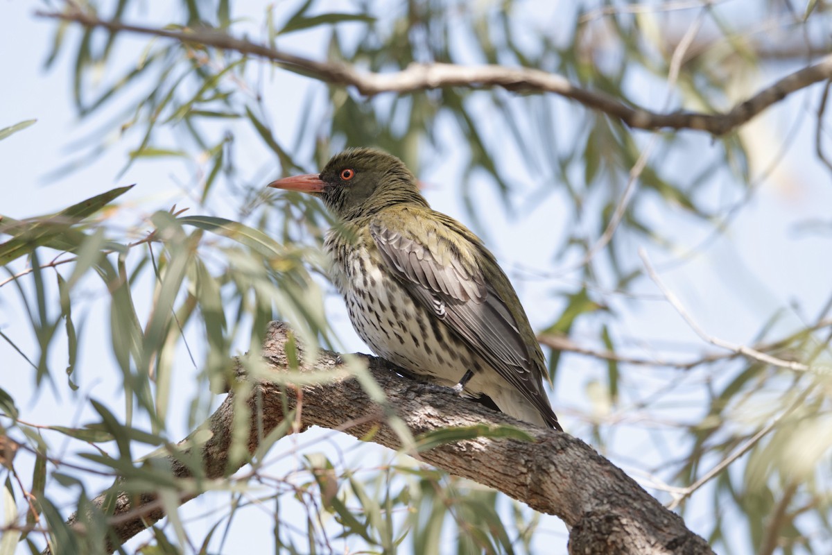 Olive-backed Oriole - Adrian van der Stel