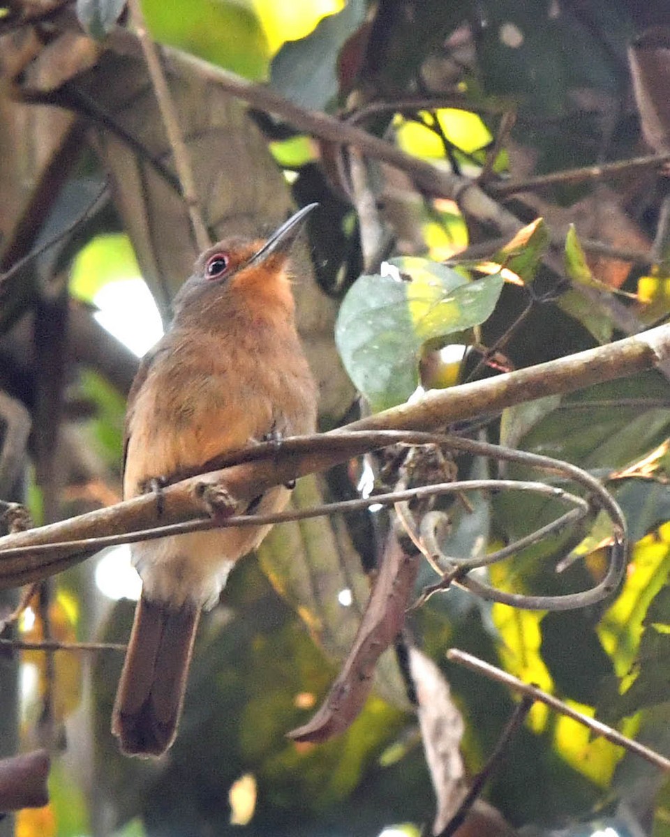 Fulvous-chinned Nunlet - ML609677583