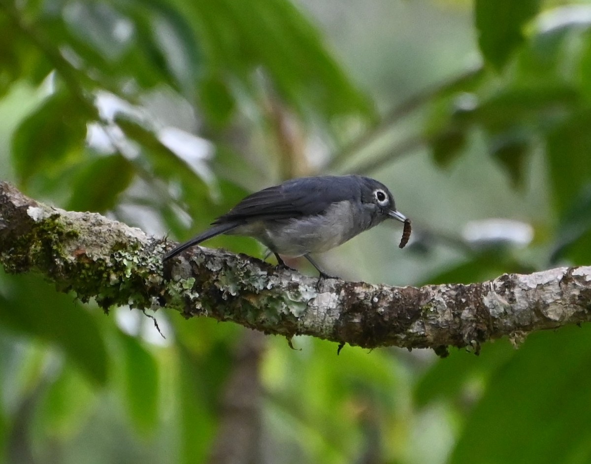 White-eyed Slaty-Flycatcher - ML609677744