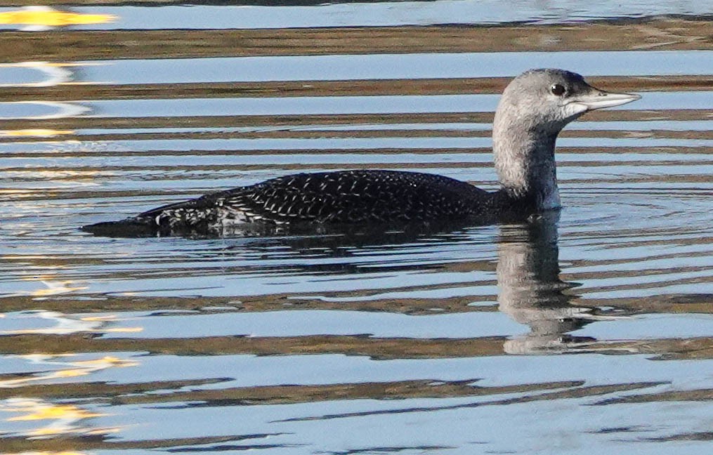 Red-throated Loon - Linda Vaxvick